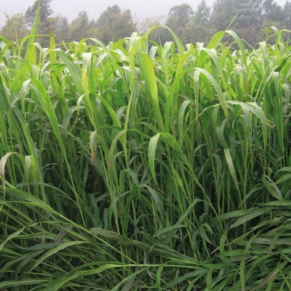 SEMI DI SORGO GENTILE