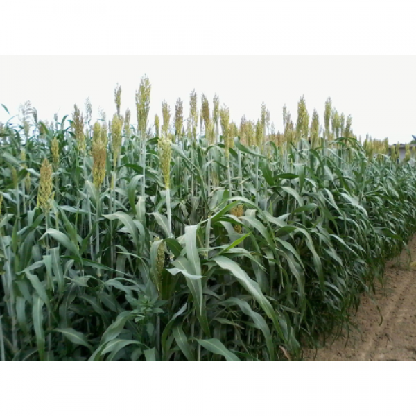 SEMI DI SORGO FORAGGERO