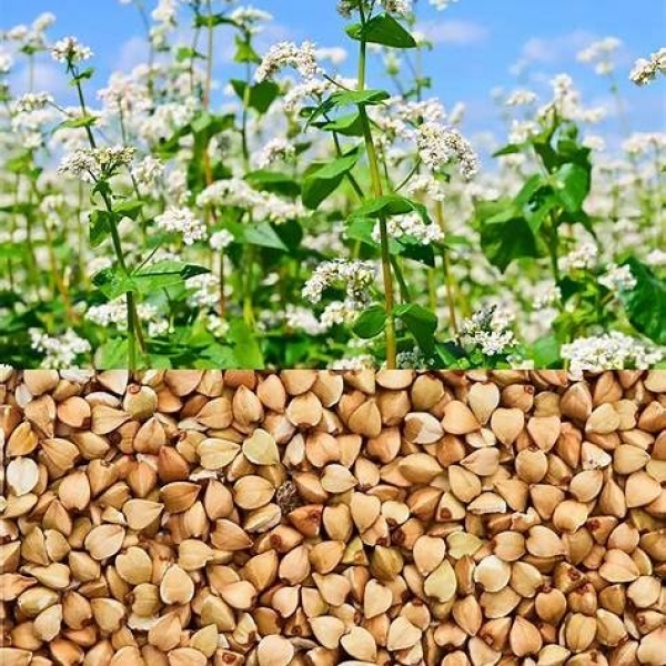 SEMI DI GRANO SARACENO ZITA 25KG - NON TRATTATO