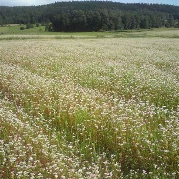 SEMI DI GRANO SARACENO