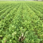Miscuglio Sovescio Soilfit – 25 kg – Non trattato – Per Sovescio Decompattante