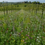 Sovescio Vigna Rigenera – 25 kg – Non trattato – Per Vigneti Poveri di Azoto