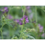 Semi di Erba Medica La Bella Campagnola Bio – 25 kg – Per Fieno e Foraggio