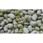 Semi di Favino Nanaux – 25 kg – Non trattati – Per Granella e Sovescio