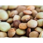 Inoculo Rizobio Alosca Gruppo E – 25 kg – Per Pisello, Lenticchia e Veccia
