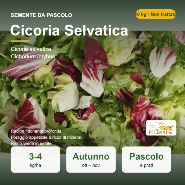 Semi di Cicoria Selvatica – 10 kg – Pascolo e Prati – Non tra...